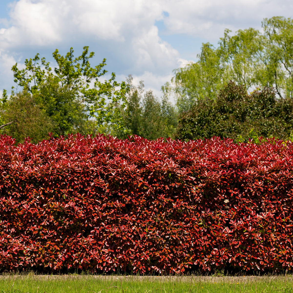 Glanzmispel 'Red Robin' (x3) - Willemse