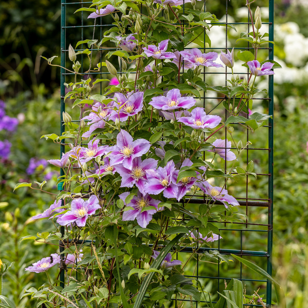 Clematis 'Piilu'