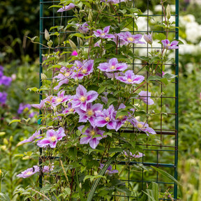 Kletterpflanzen Kollektion (x3) - Lonicera heckrottii American Beauty, Clematis patens Piilu, Parthenocissus tricuspidata Veitchii - Willemse