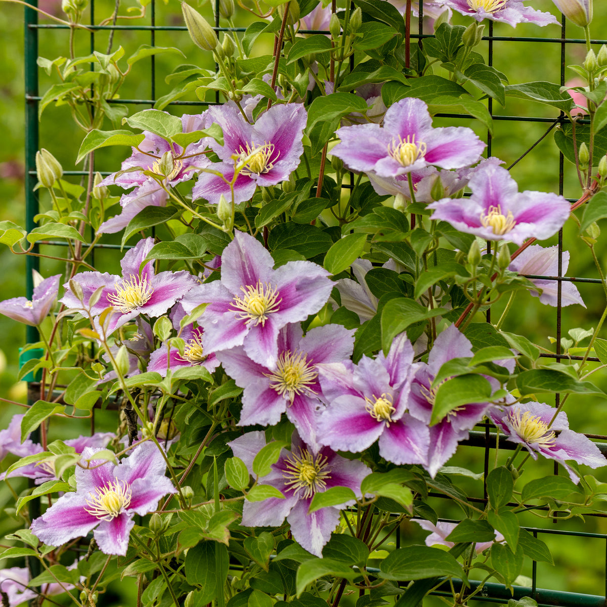 Clematis patens Piilu - Clematis 'Piilu' - Clematis