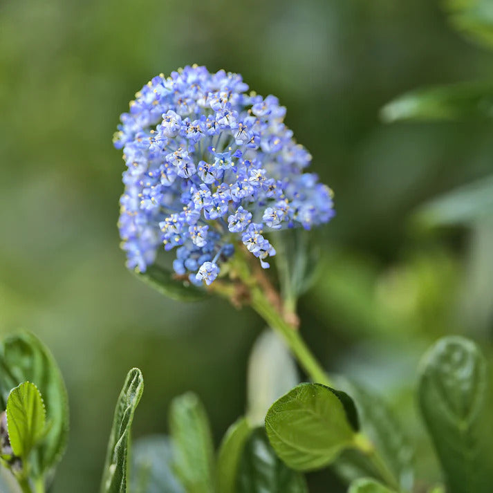 Säckelblume Victoria - Ceanothus impressus Victoria - Willemse