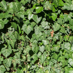 Hedera hibernica - Großblättriger Irischer Efeu (x3) - Kletter-Efeu - Hedera