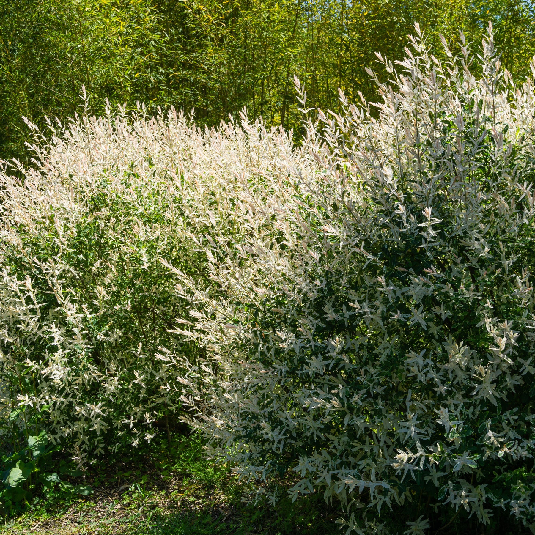 Verkauf Harlekinweide - Hecke von 3 m Länge (x3) - Salix integra Hakuro Nishiki