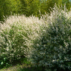 Verkauf Harlekinweide - Hecke von 3 m Länge (x3) - Salix integra Hakuro Nishiki