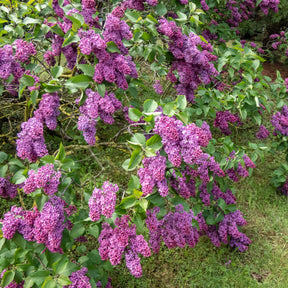 Blühende und duftende Hecke (x12) - Syringa vulgaris, Forsythia x intermedia  Spectabilis, Lonicera fragrantissima, Clethra alnifolia, Philadelphus virginal, Rosa rugosa - Willemse