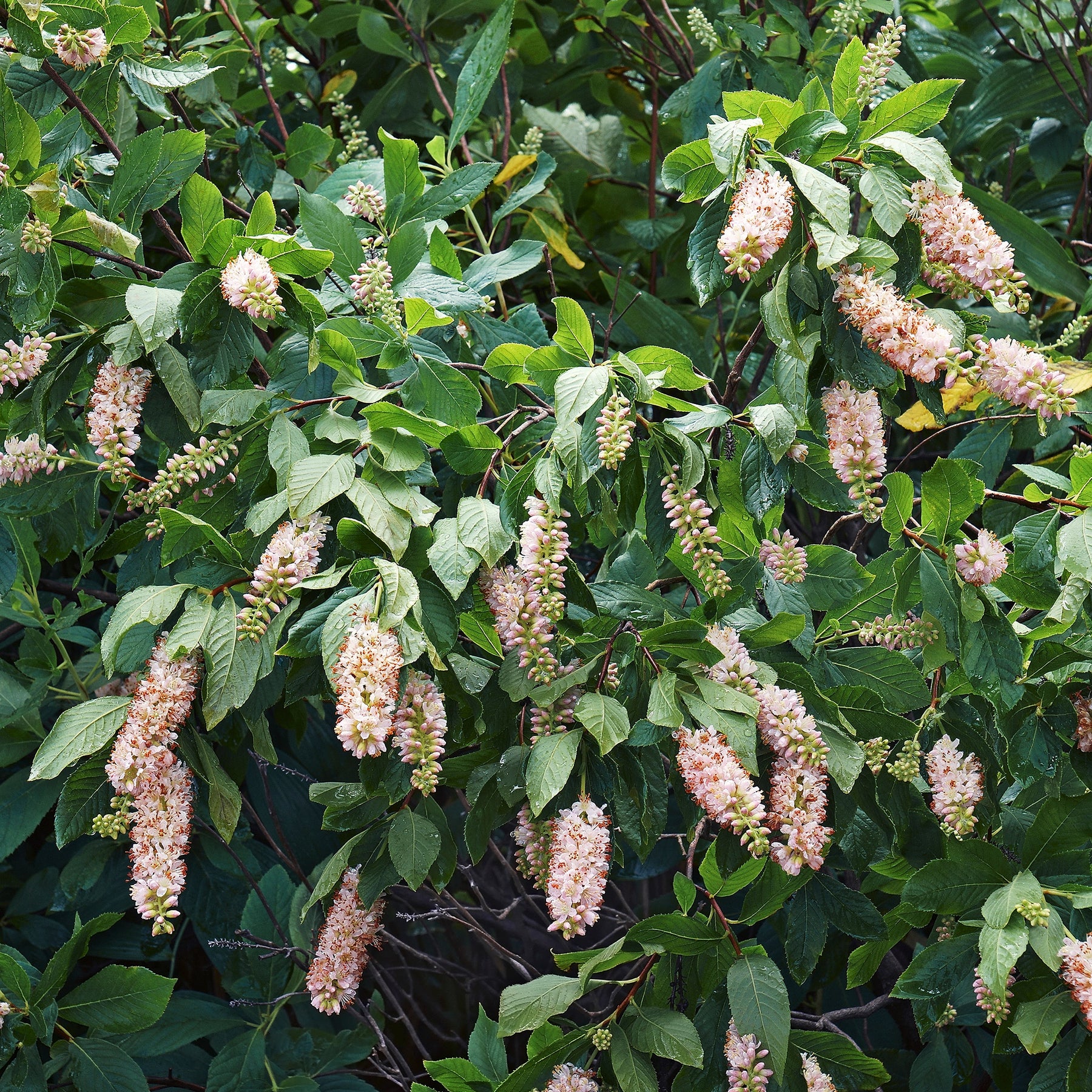Verkauf Blühende und duftende Hecke (x12)