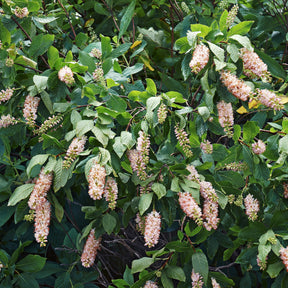 Verkauf Blühende und duftende Hecke (x12)