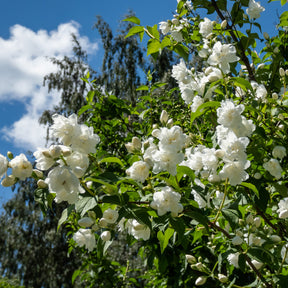 Syringa vulgaris, Forsythia x intermedia  Spectabilis, Lonicera fragrantissima, Clethra alnifolia, Philadelphus virginal, Rosa rugosa - Blühende und duftende Hecke (x12) - Heckensträucher
