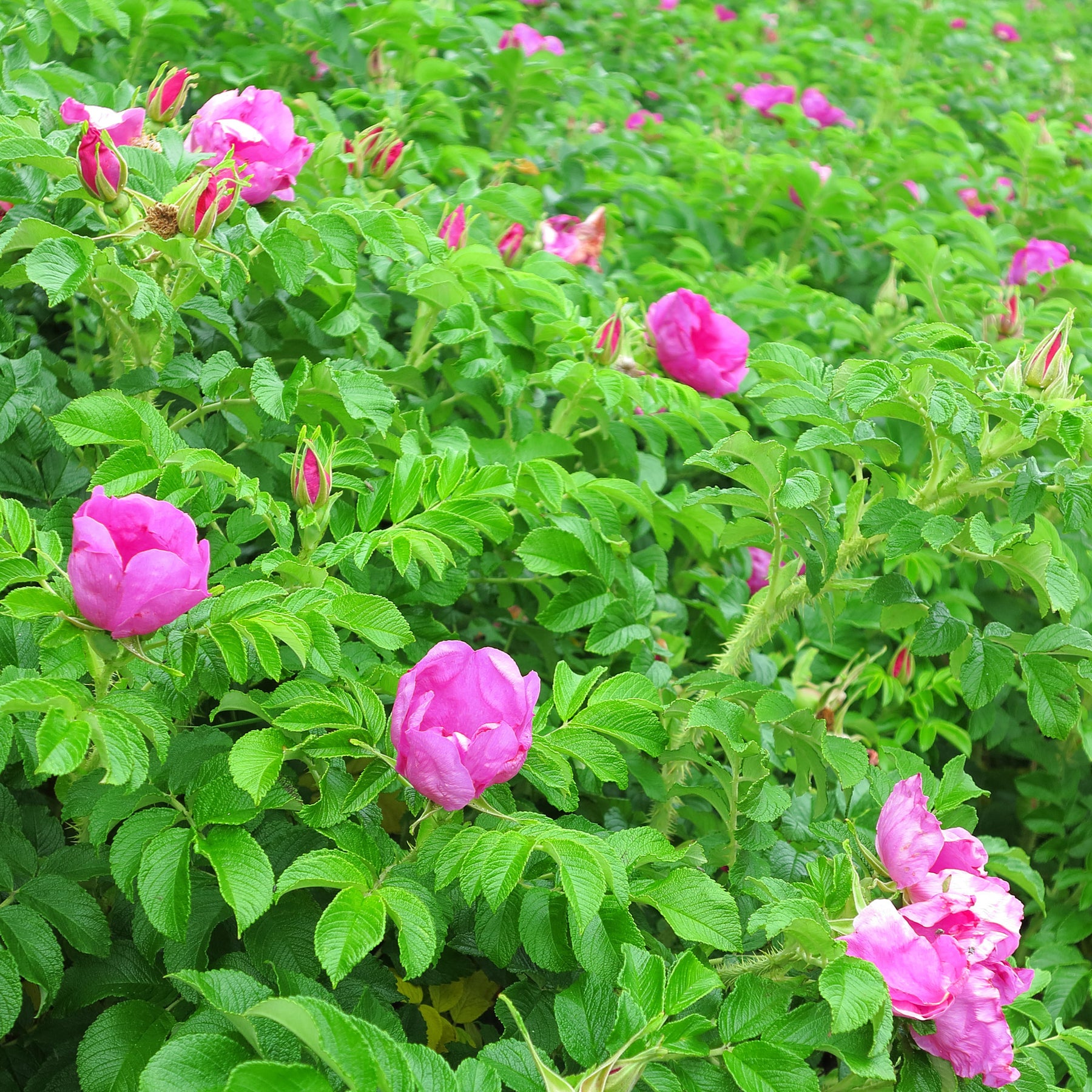 Heckensträucher - Blühende und duftende Hecke (x12) - Syringa vulgaris, Forsythia x intermedia  Spectabilis, Lonicera fragrantissima, Clethra alnifolia, Philadelphus virginal, Rosa rugosa