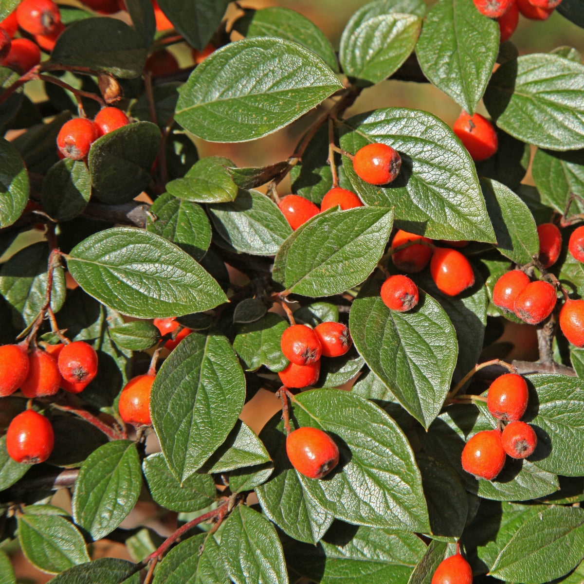 Vogelhecken-Kollektion - Cotoneaster franchetii, Amelanchier lamarckii, Euonymus europaeus, Symphoricarpos doorenbosii - Willemse
