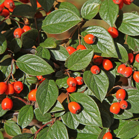Vogelhecken-Kollektion - Cotoneaster franchetii, Amelanchier lamarckii, Euonymus europaeus, Symphoricarpos doorenbosii - Willemse