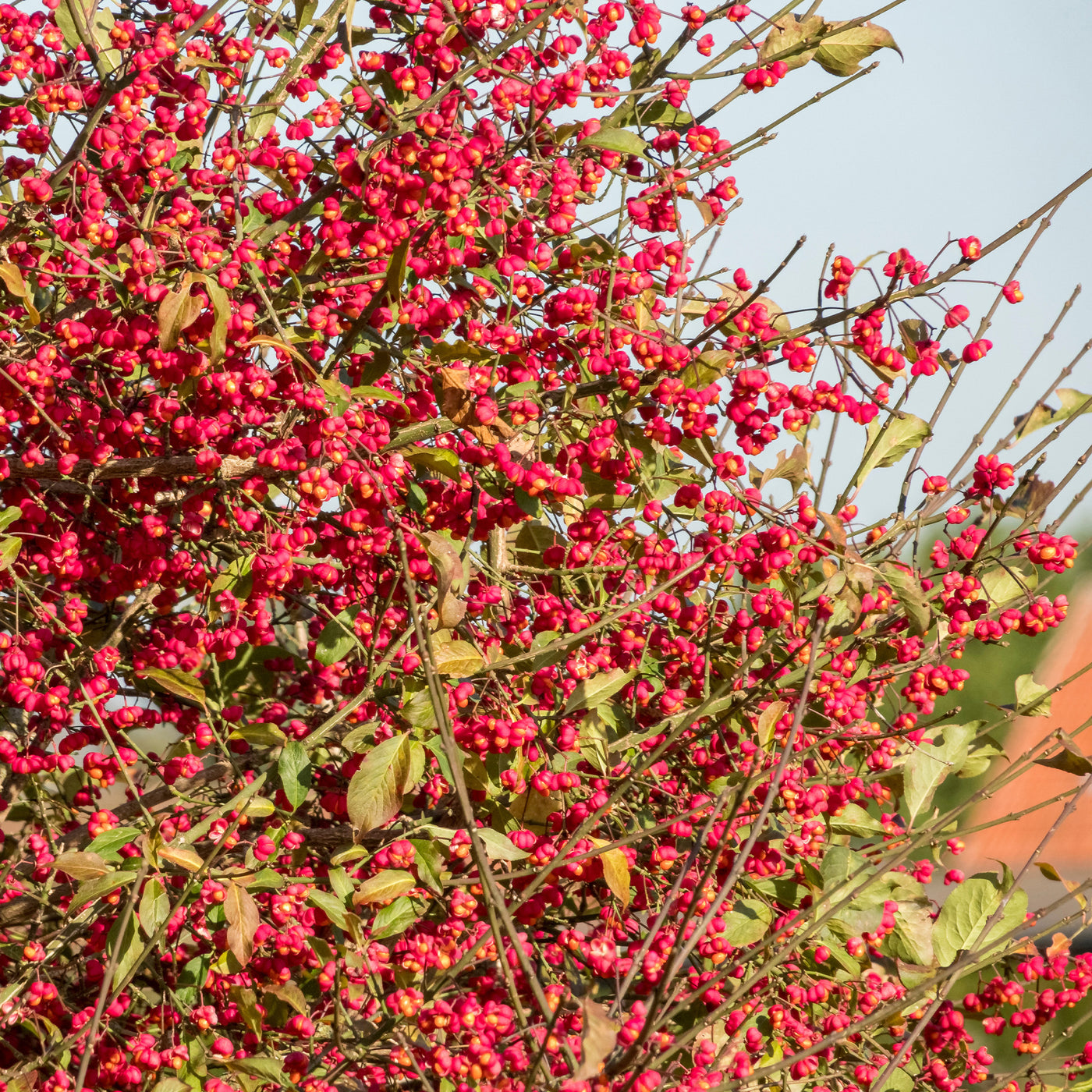 Sträucher - Europäische Pfaffenhütchen - Euonymus europaeus