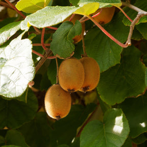Kiwi selbstfertiler 'Solissimo' - Actinidia deliciosa Solissimo ® Renact - Willemse