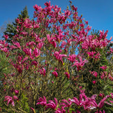 Magnolie Susan - Magnolia Susan - Willemse