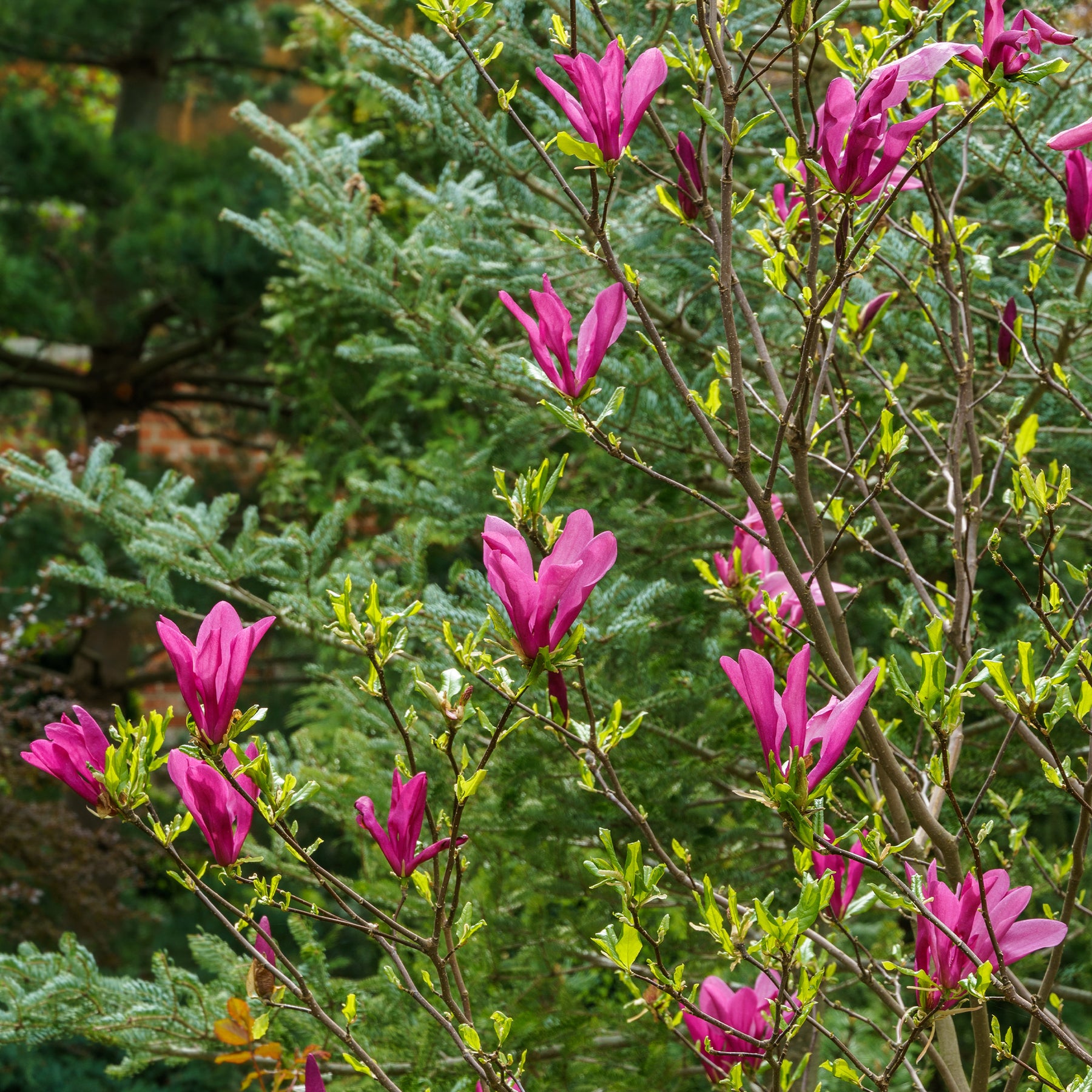 Magnolie Susan - Willemse