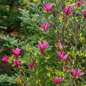 Magnolie Susan - Willemse