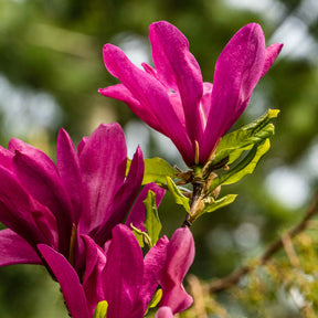 Magnolien - Magnolie Susan - Magnolia Susan