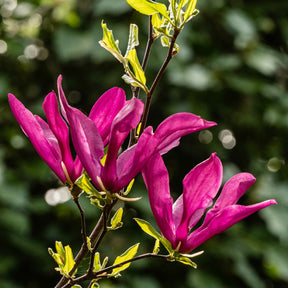 Magnolia Susan - Magnolie Susan - Magnolien