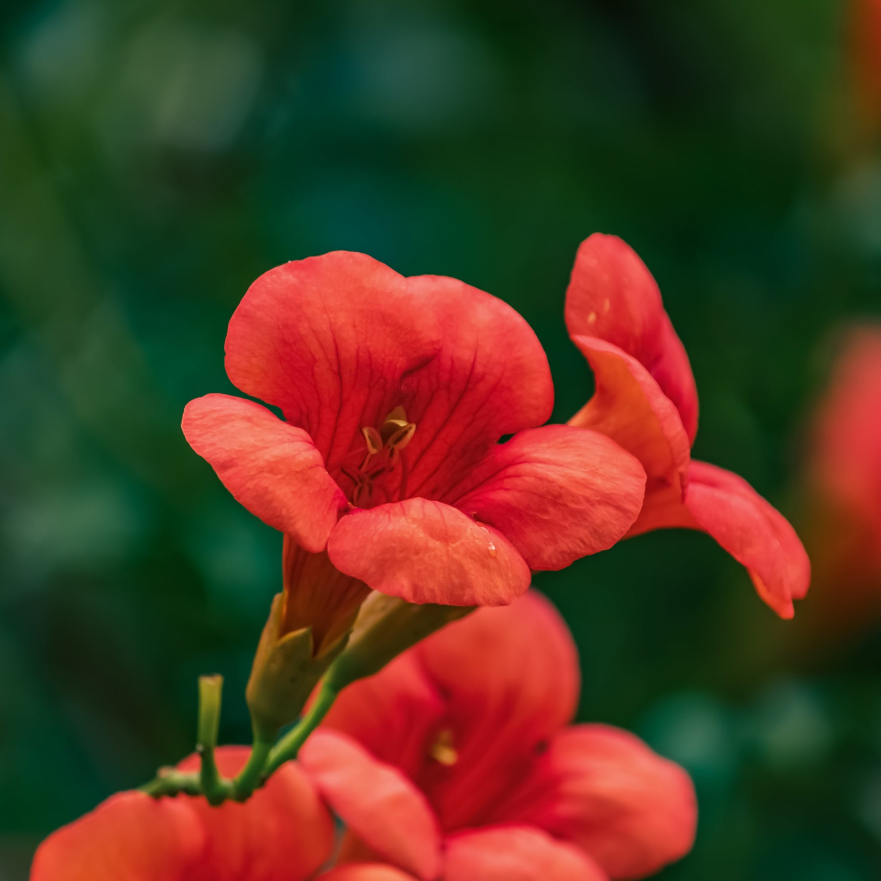 Trompetenblume Stromboli - Campsis radicans stromboli