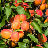 Aprikosenbaum Pfirsich von Nancy - Willemse