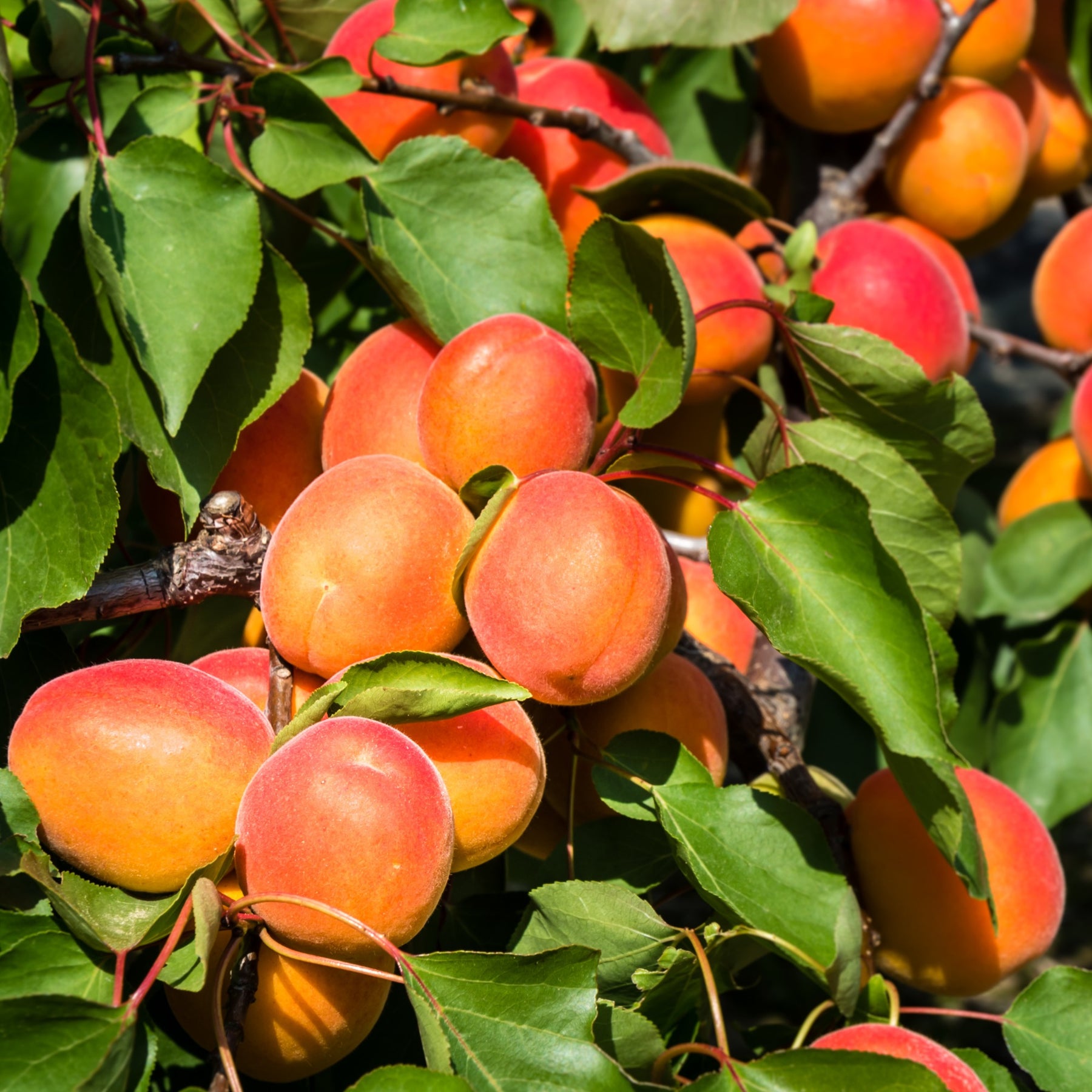 Aprikosenbaum Pfirsich von Nancy - Willemse