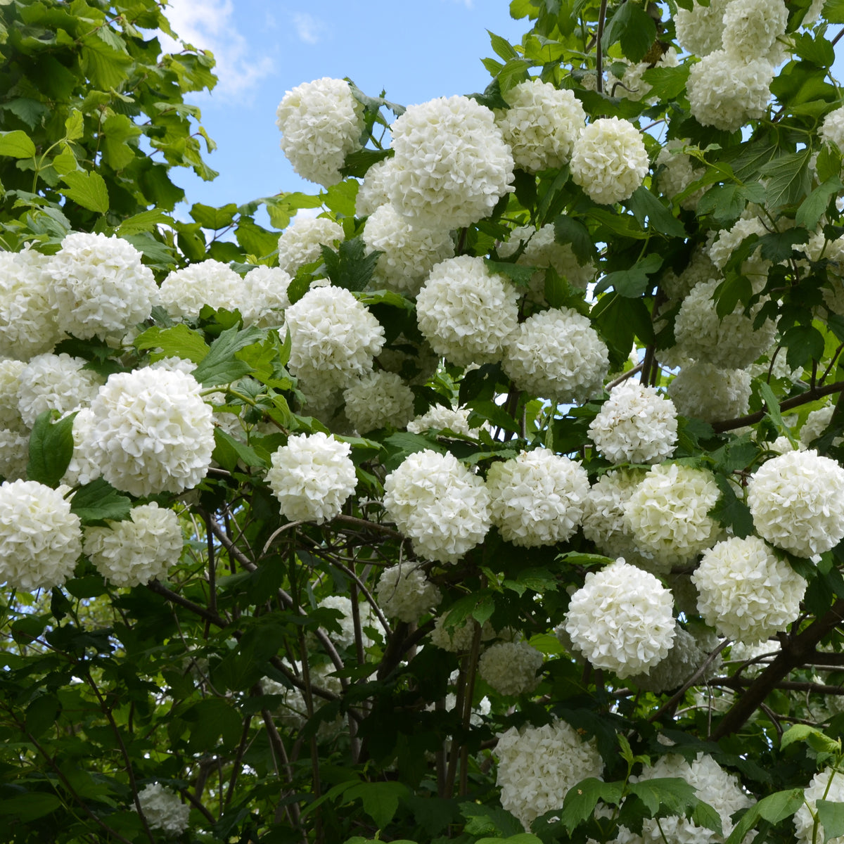 Sammlung Hecke der vier Jahreszeiten (x6) - Viburnum opulus Roseum, Viburnum x bodnantense Dawn, Weigelia Bristol Ruby, Philadelphus virginal, Forsythia spectabilis, Tamarix ramosissima - Willemse