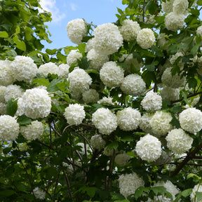 Vier-Jahreszeiten-Hecke (x6) - Viburnum opulus Roseum, Viburnum x bodnantense Dawn, Weigelia Bristol Ruby, Philadelphus virginal, Forsythia spectabilis, Tamarix ramosissima - Willemse