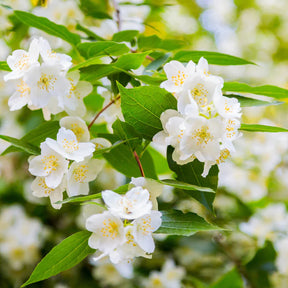 Verkauf Vier-Jahreszeiten-Hecke (x6) - Viburnum opulus Roseum, Viburnum x bodnantense Dawn, Weigelia Bristol Ruby, Philadelphus virginal, Forsythia spectabilis, Tamarix ramosissima