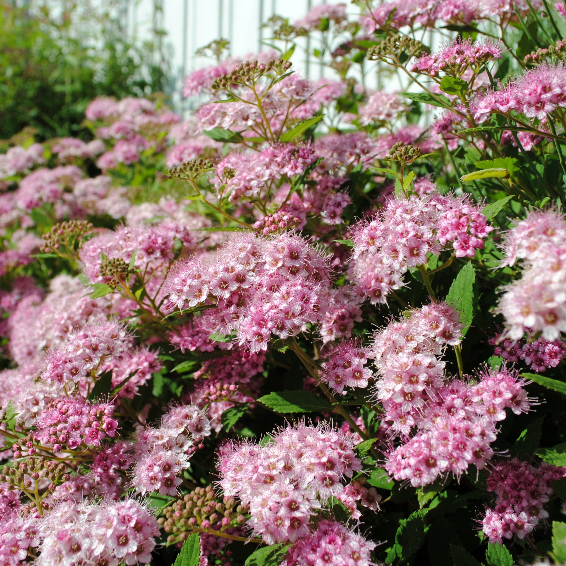 Japan-Spierstrauch ‘Genpei’ - Spiraea - Willemse