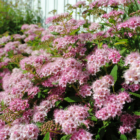 Japan-Spierstrauch ‘Genpei’ - Spiraea - Willemse