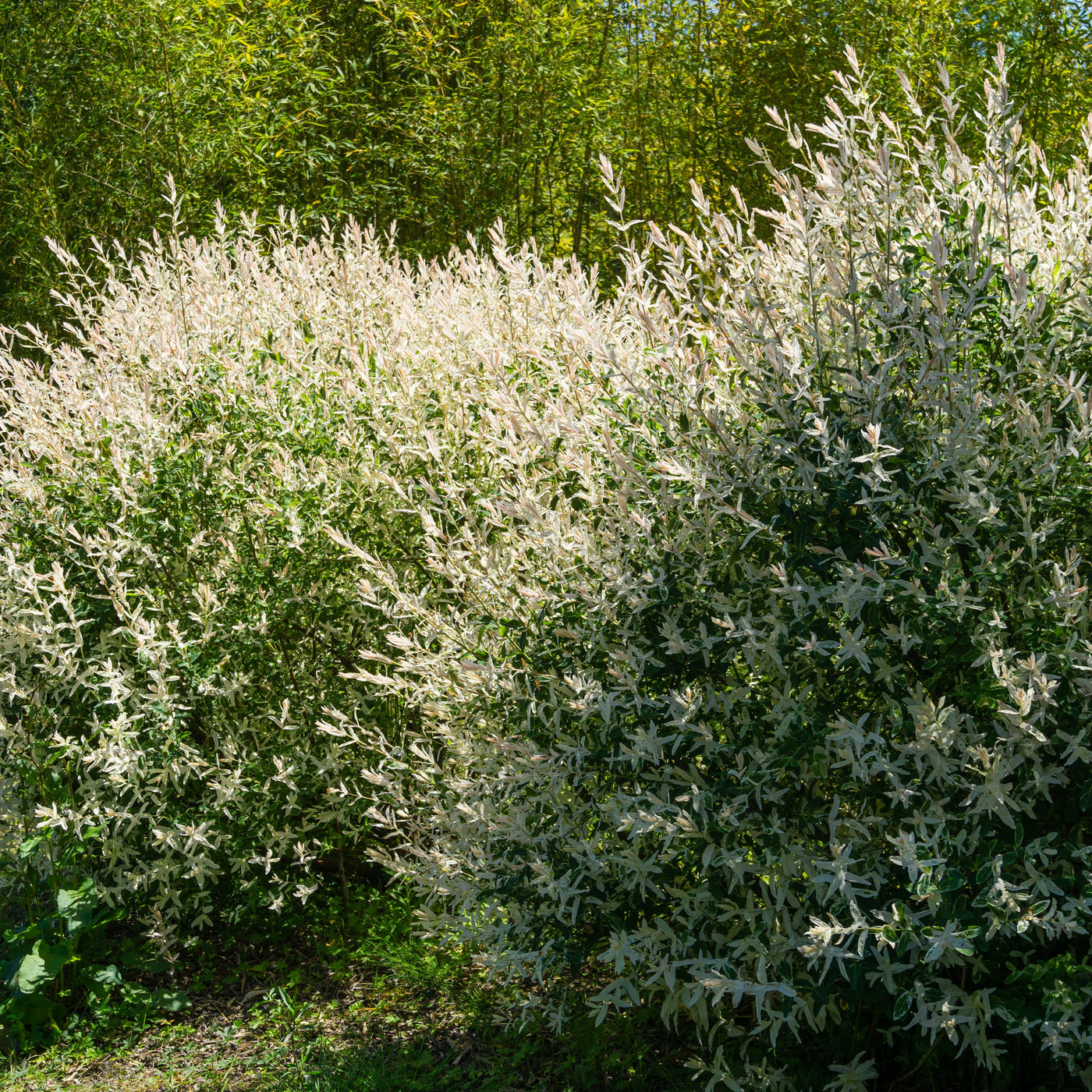 Salix integra hakuro nishiki - Harlekinweide - Weide