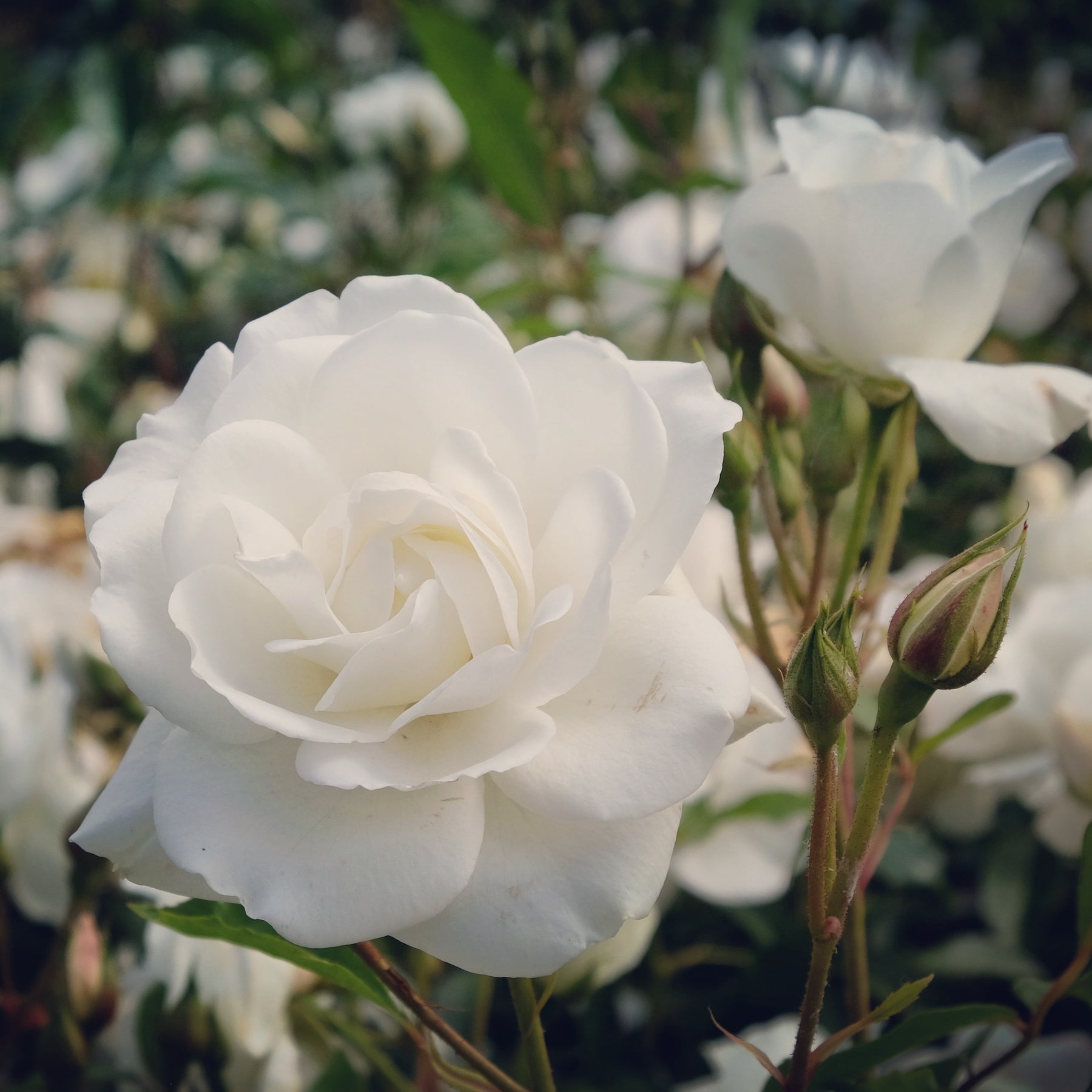 Stängelrosen - Stockrose Korbin - Rosa korbin