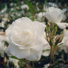 Stängelrosen - Stockrose Korbin - Rosa korbin