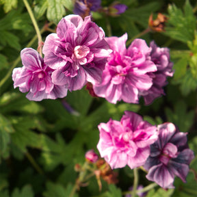 Staudengeranie Birch Double rosa (x2) - Willemse