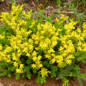 Verkauf Sedum acre, Hosta, Aster, Erigeron speciosus Rosa Jewel, Delphinium, Phlox paniculata, Thymus serpyllum, Sedum spurium, Incarvillea Delavayi, Achillea , Gypsophila paniculata, Lupinus - Stauden-Kollektion gemischt (x12) ca. 2 m²