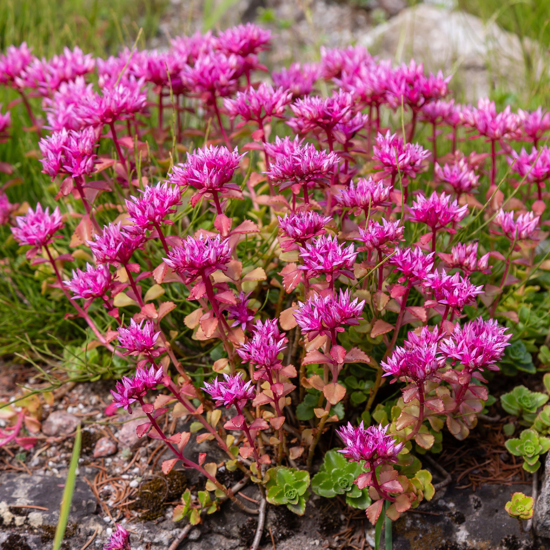 Verkauf Stauden-Kollektion gemischt (x12) ca. 2 m² - Sedum acre, Hosta, Aster, Erigeron speciosus Rosa Jewel, Delphinium, Phlox paniculata, Thymus serpyllum, Sedum spurium, Incarvillea Delavayi, Achillea , Gypsophila paniculata, Lupinus