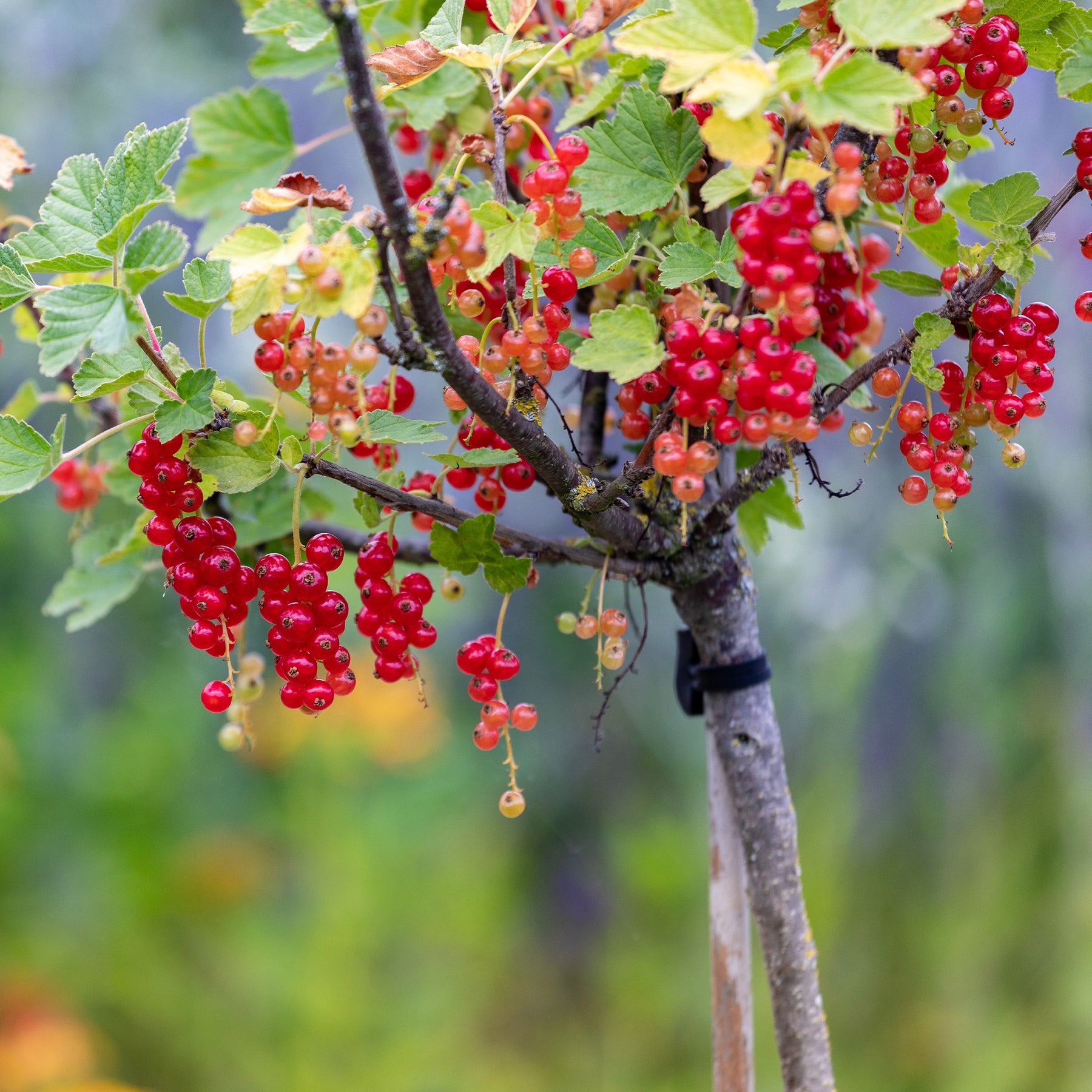 Ribes rubrum Jonkheer van Tets - Rote Johannisbeere auf Stamm - Johannisbeeren