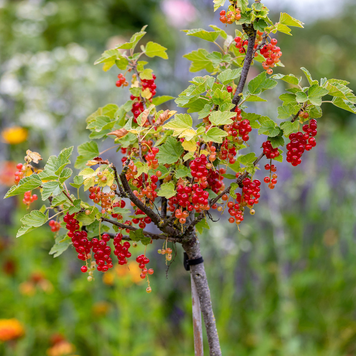 Verkauf Rote Johannisbeere auf Stamm