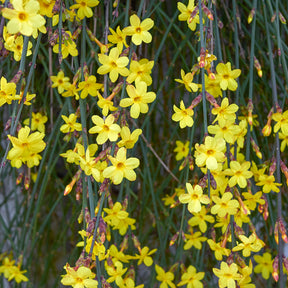 Jasminum nudiflorum - Winterjasmin - Kletterpflanzen