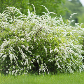 Spiraea - Spierstrauch 'Grefsheim' - Spiraea cinerea  Grefsheim