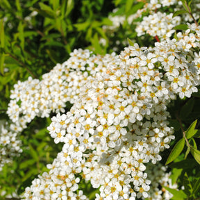 Spierstrauch 'Grefsheim' - Spiraea cinerea  grefsheim