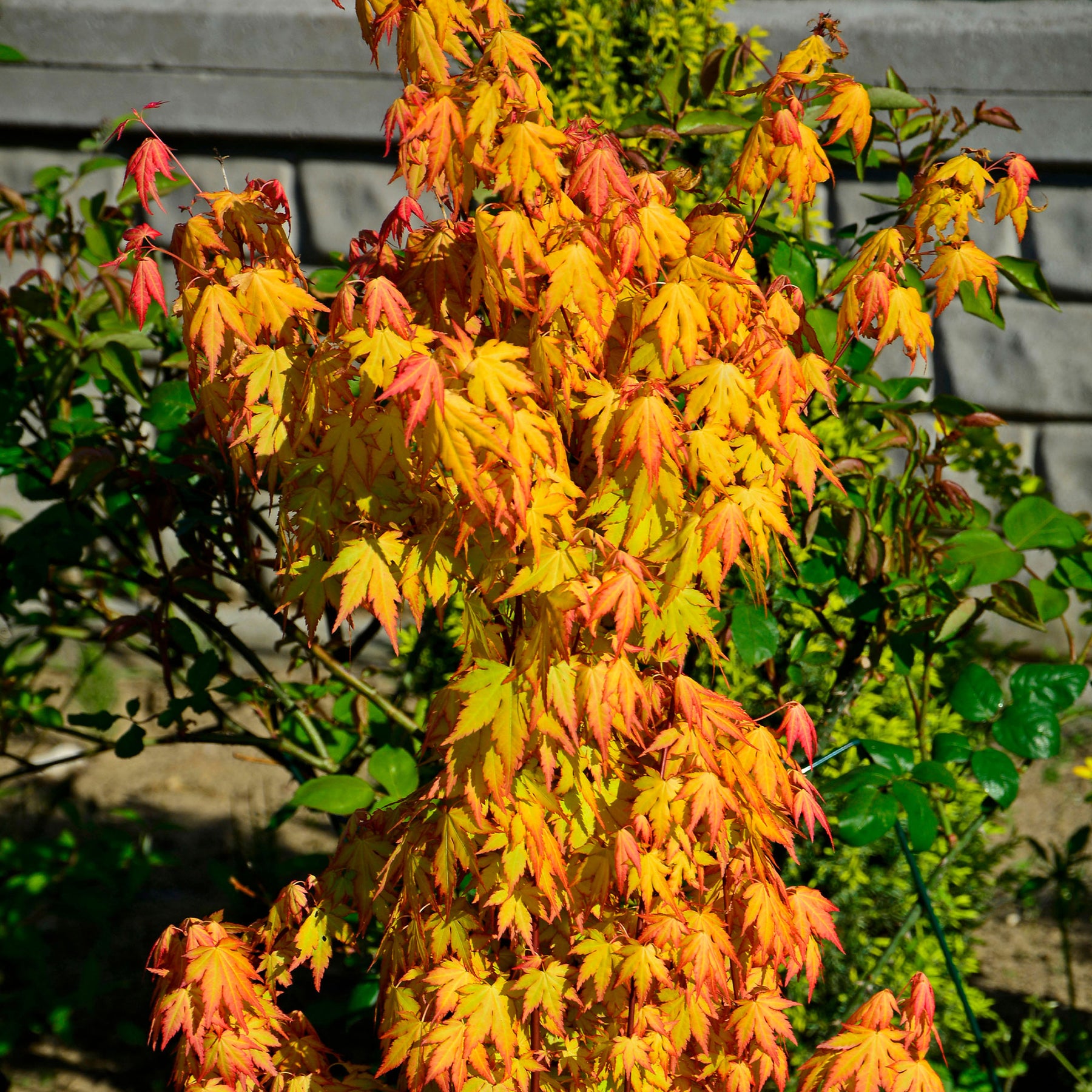 Fächerahorn 'Orange Dream' - Willemse