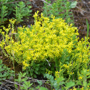 Scharfer Mauerpfeffer (x2) - Sedum acre - Willemse