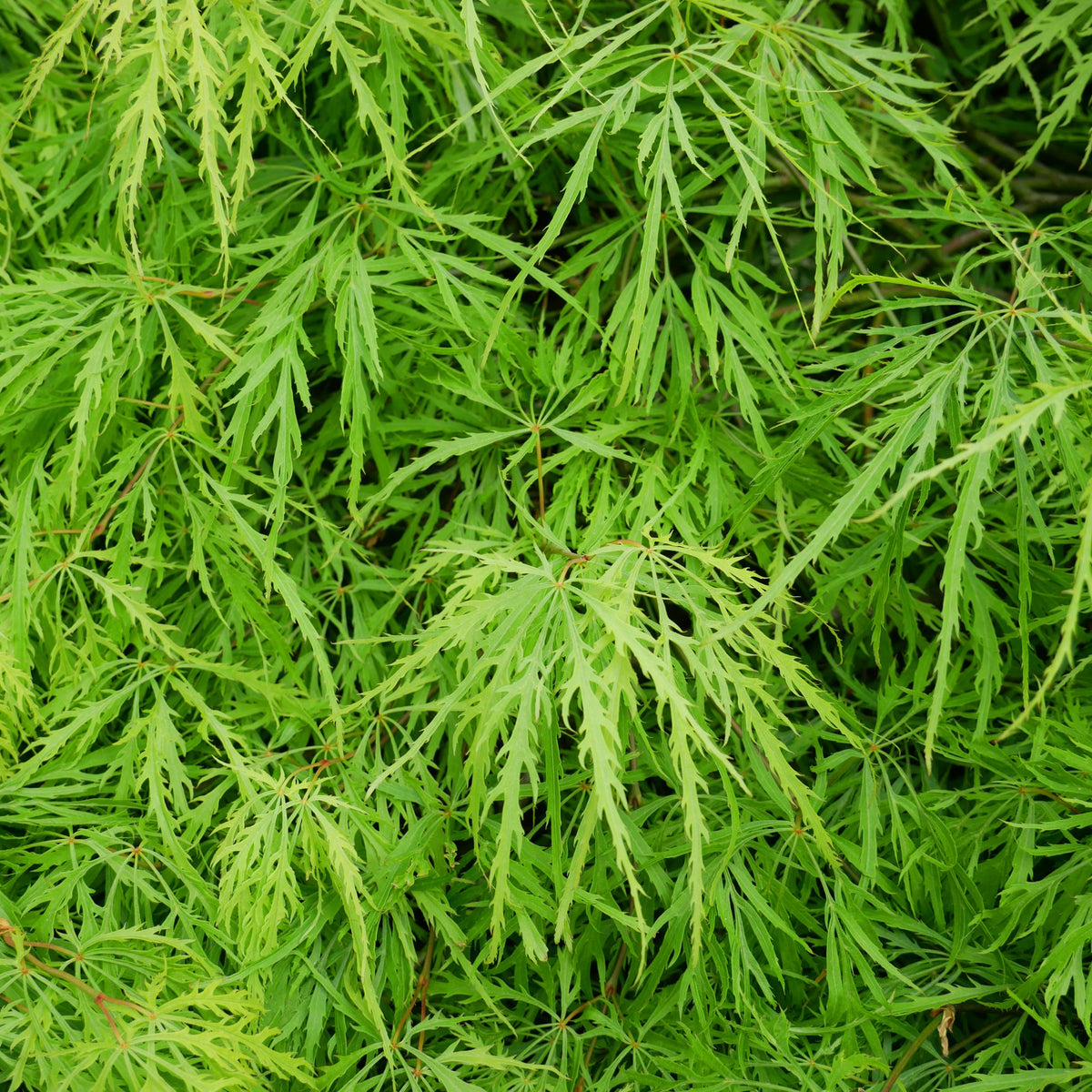 Fächerahorn 'Emerald Lace' - Acer palmatum emerald lace - Willemse