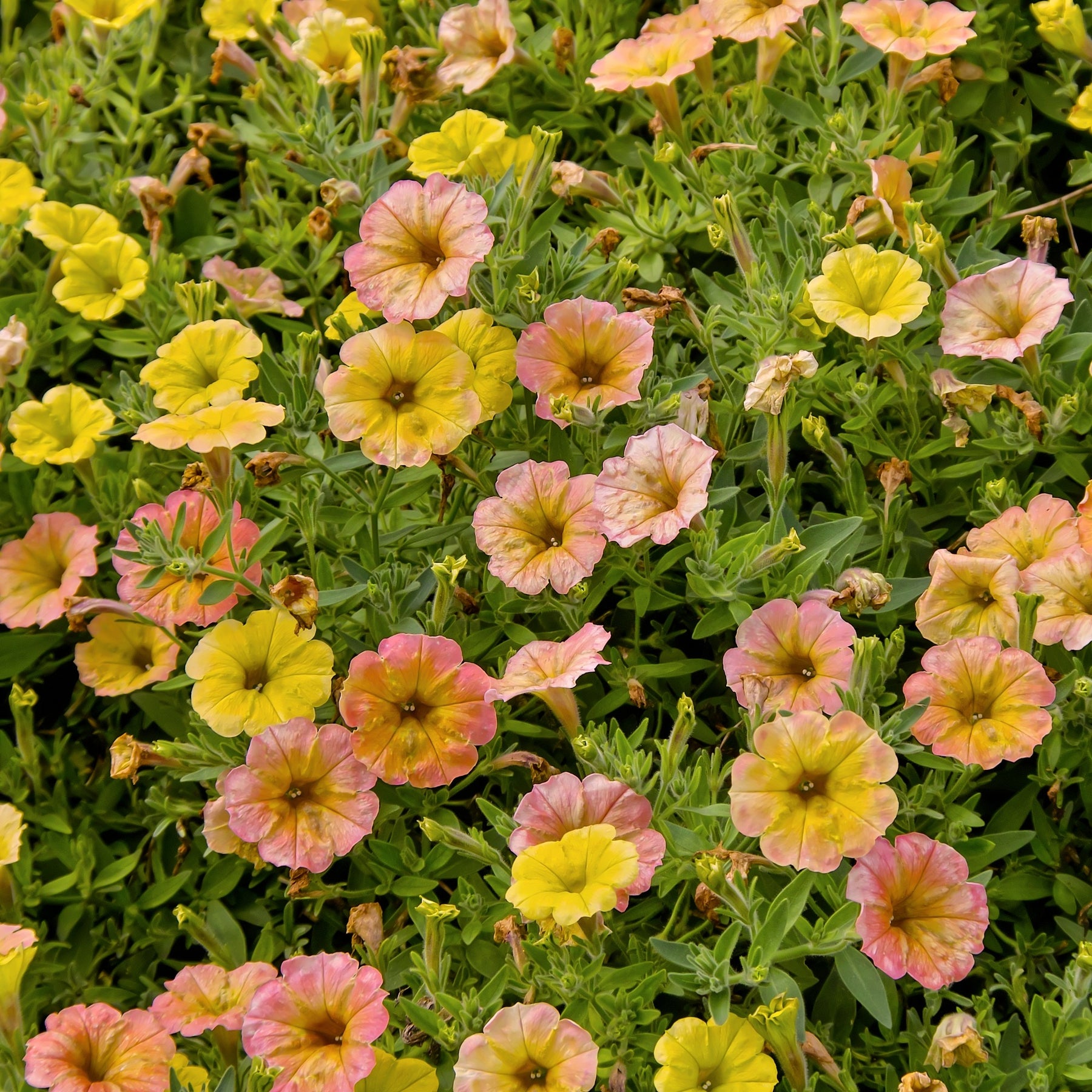 Hängepetunien 'Indian Summer' (x3)