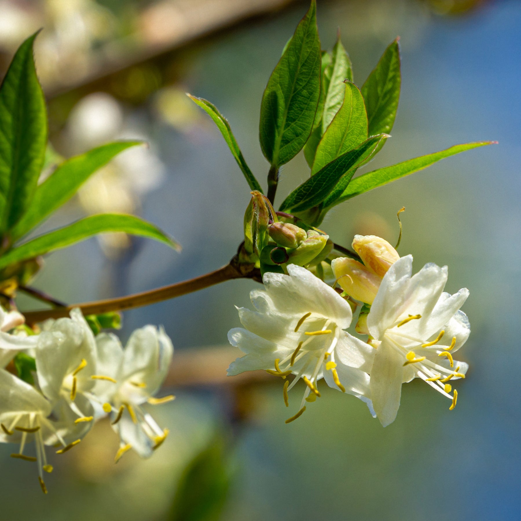 Duftheckenkirsche - Willemse