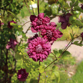 Clematis viticella Purpurea Plena Elegans - Waldrebe Purpurea plena elegans - Clematis