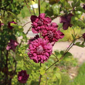 Clematis viticella Purpurea Plena Elegans - Waldrebe Purpurea plena elegans - Clematis