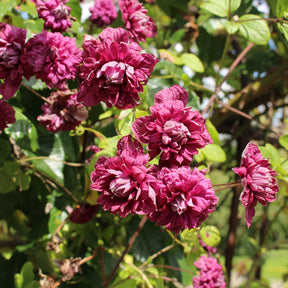 Waldrebe Purpurea plena elegans - Willemse