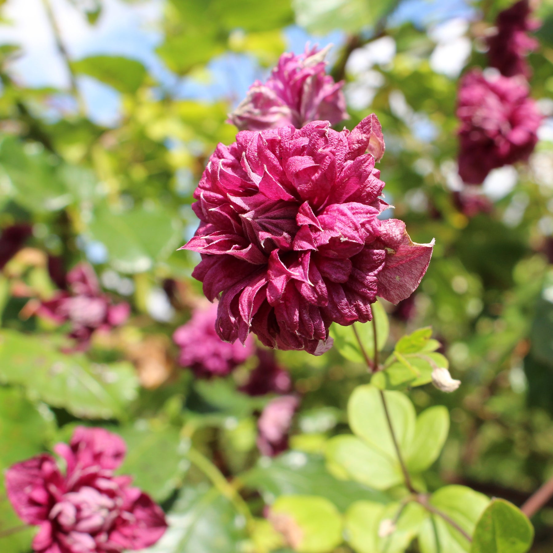 Waldrebe Purpurea plena elegans - Clematis viticella Purpurea Plena Elegans - Willemse